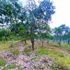 Bán đất vườn Phú Ngọc, Định Quán - ĐT: 0909434409